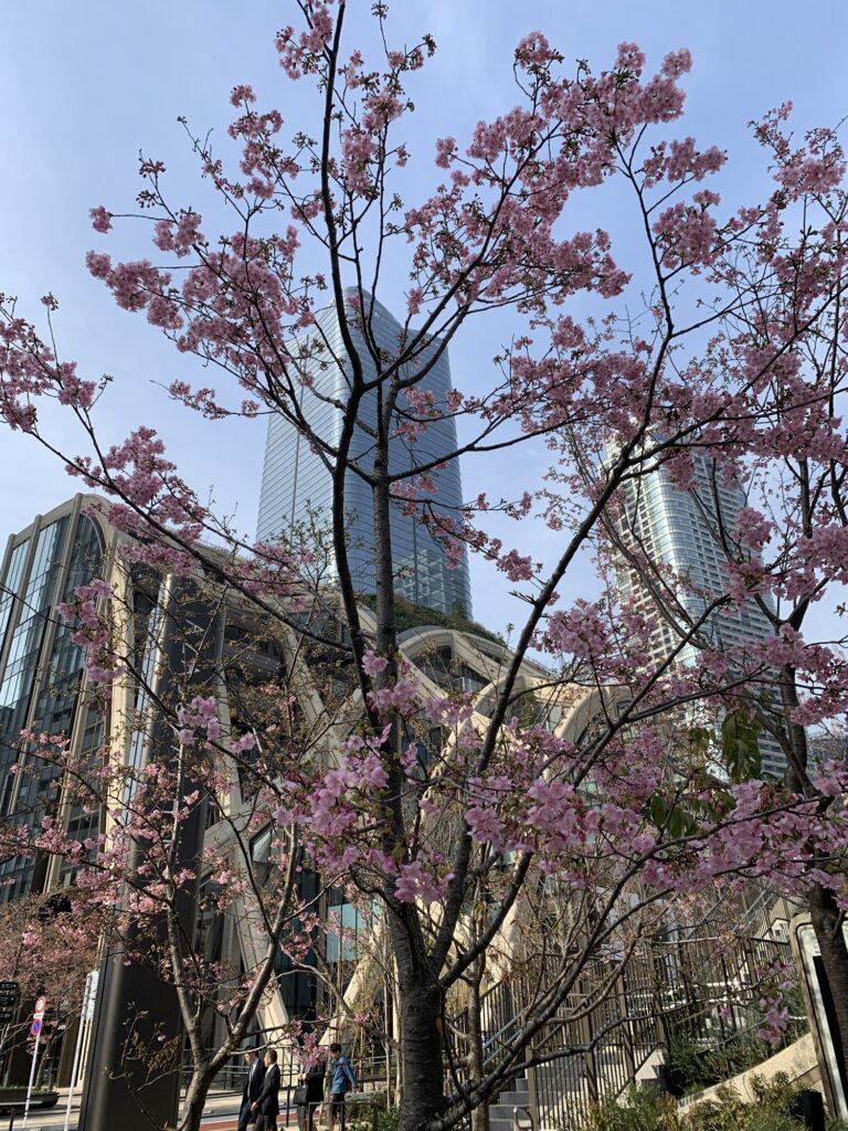 Blomstrende kirsebærtræer med Mori bygningen i Tokyo i baggrunden