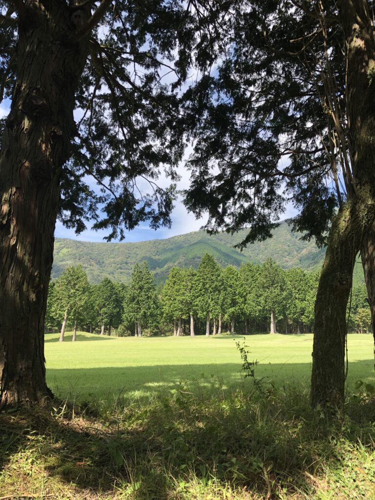 Hakone skov